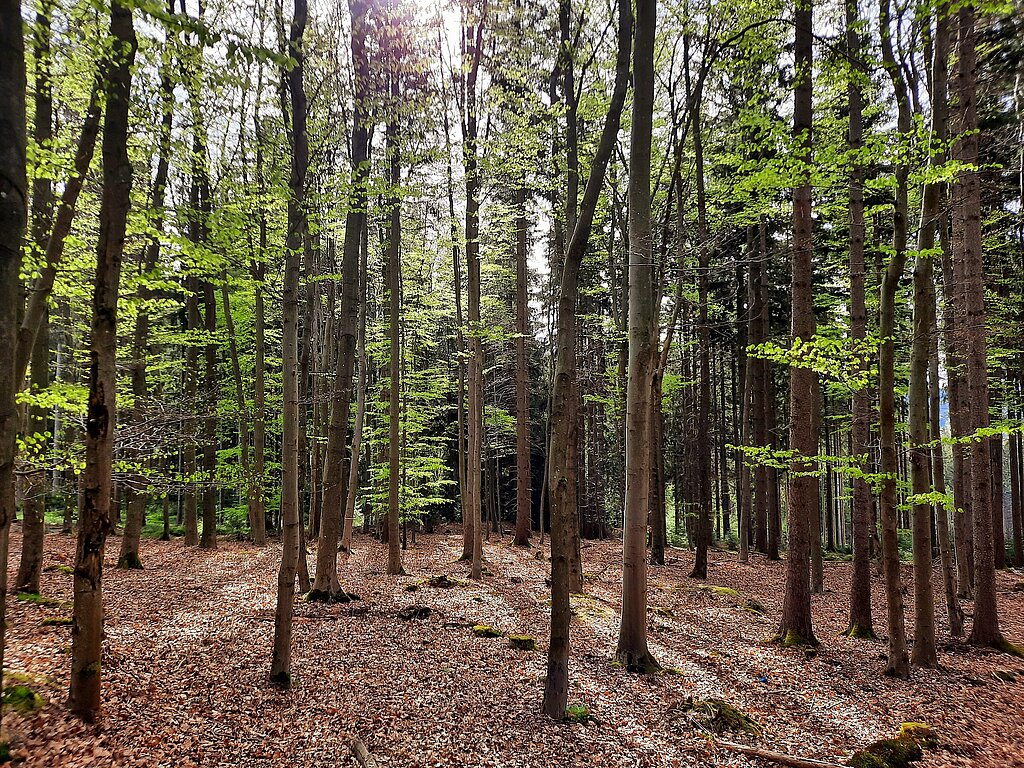 Wald mit Buchen, durch die das Licht scheint