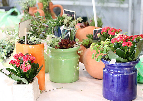 Tongefäße in unterschiedlichen Formen und Farben mit verschiedenen Grün- und Zimmerpflanzen stehen nebeneinandder auf einem Tiscch