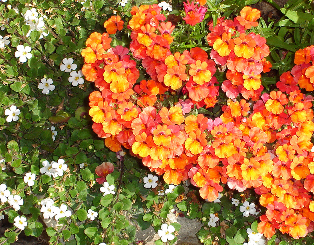 Balkonpflanzen orange-gelb-weiß mit grünem Blattwerk