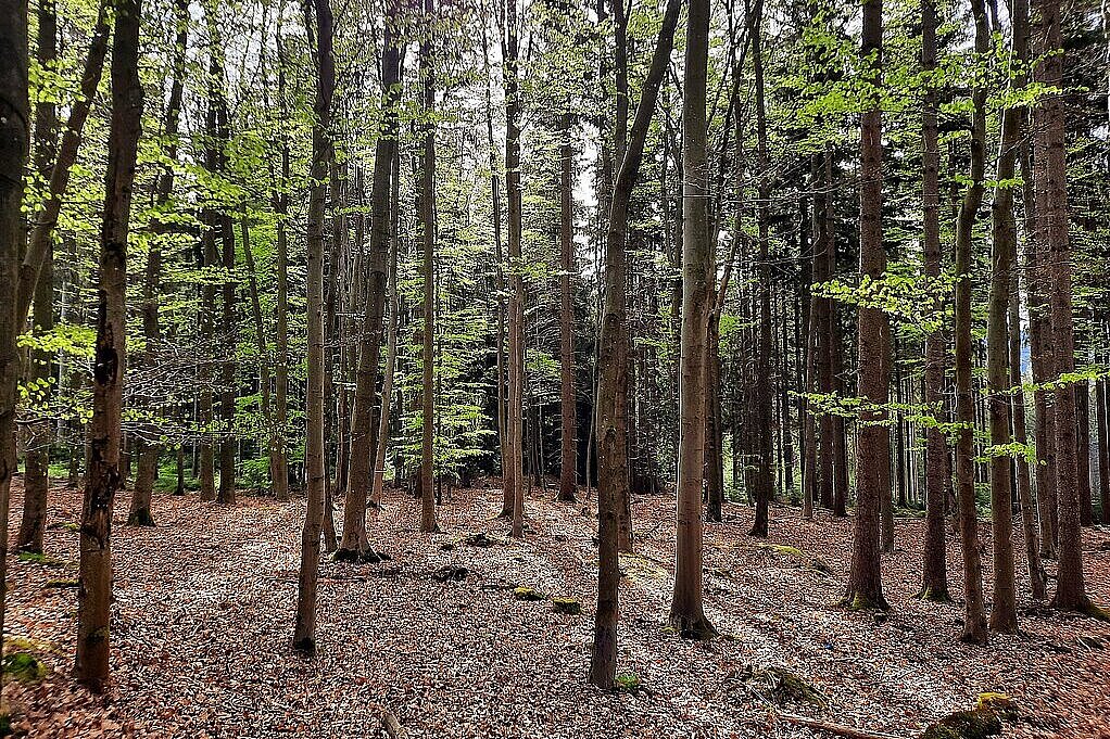 Wald mit Buchen, durch die das Licht scheint