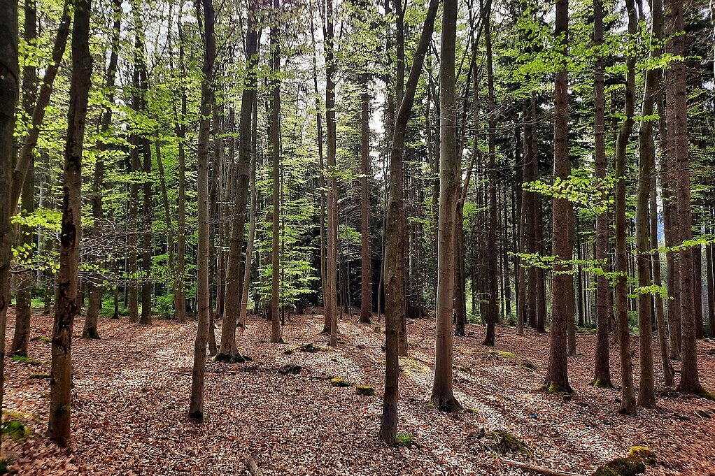 Wald mit Buchen, durch die das Licht scheint